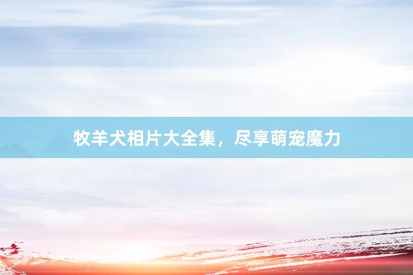 牧羊犬相片大全集，尽享萌宠魔力
