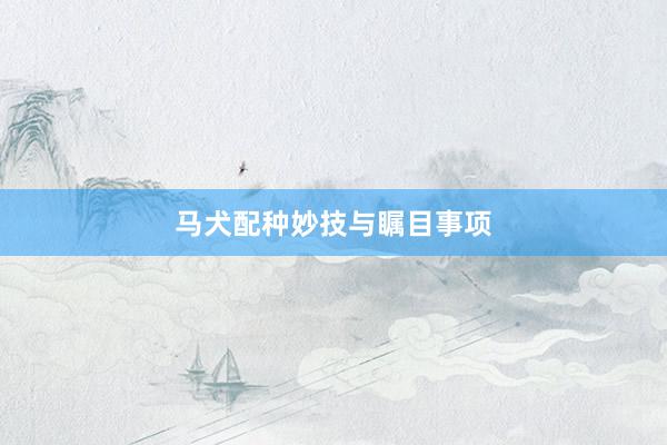 马犬配种妙技与瞩目事项
